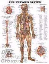 Nervous System Chart from Complete Medical.